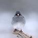 gray bird