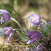 lavender flower
