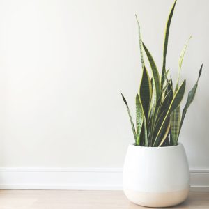 White Ceramic Pot