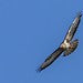 flying bird