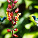 birds in nature