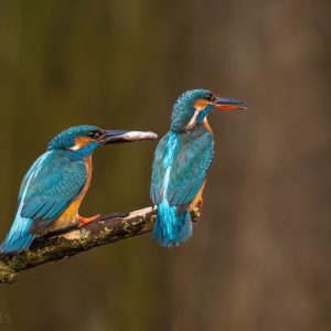 blue birda
