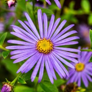 Aster flora
